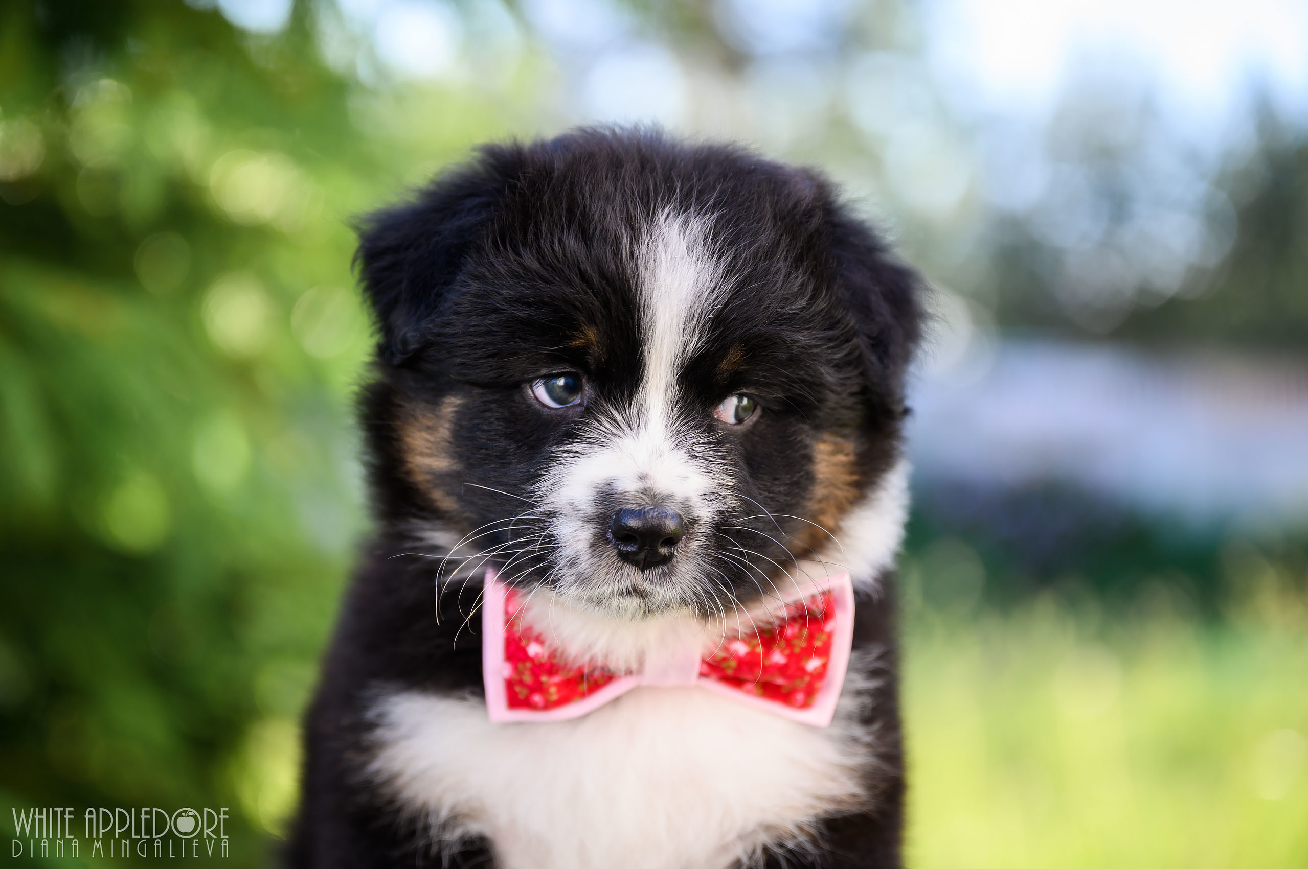 ПОМЕТ Б. Питомник австралийских овчарок «APPLEDORE»