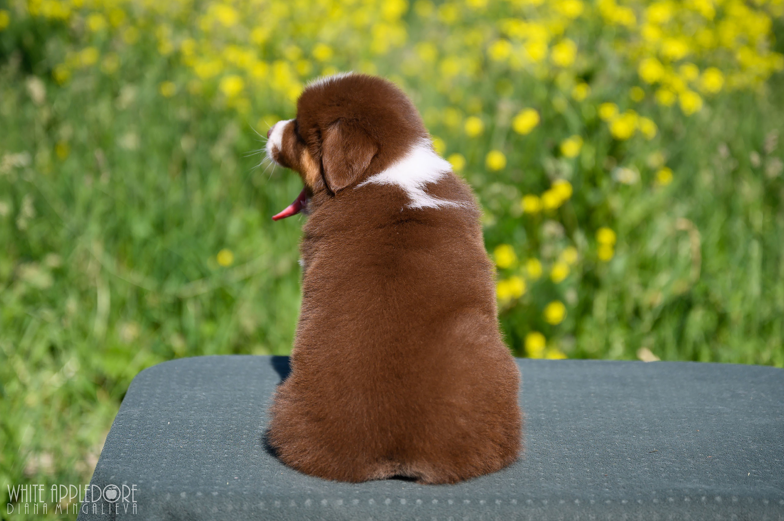 ПОМЕТ Б. Питомник австралийских овчарок «APPLEDORE»