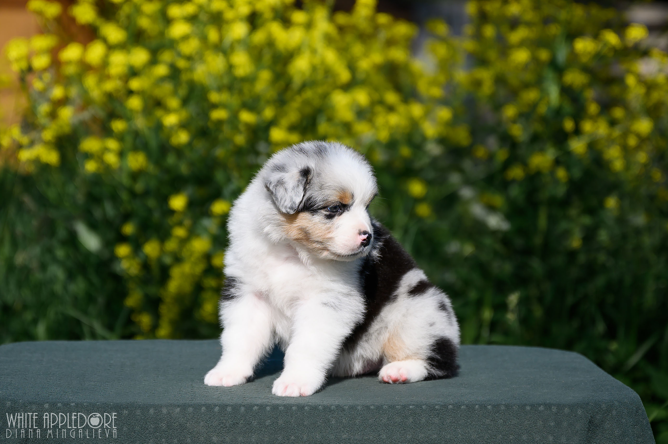 ПОМЕТ Б. Питомник австралийских овчарок «APPLEDORE»