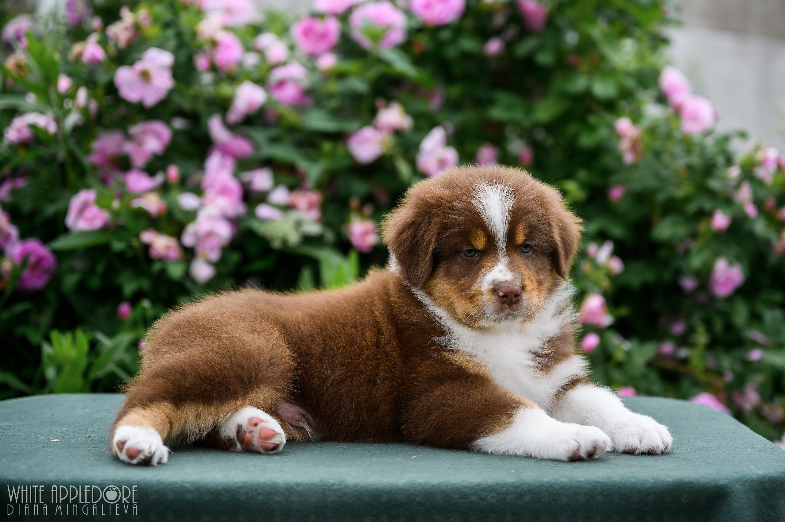 ПОМЕТ Б. Питомник австралийских овчарок «APPLEDORE»