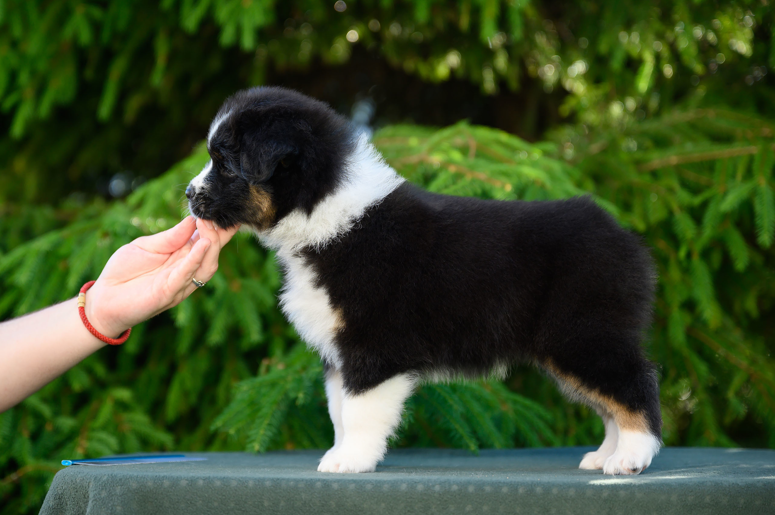 ПОМЕТ Б. Питомник австралийских овчарок «APPLEDORE»