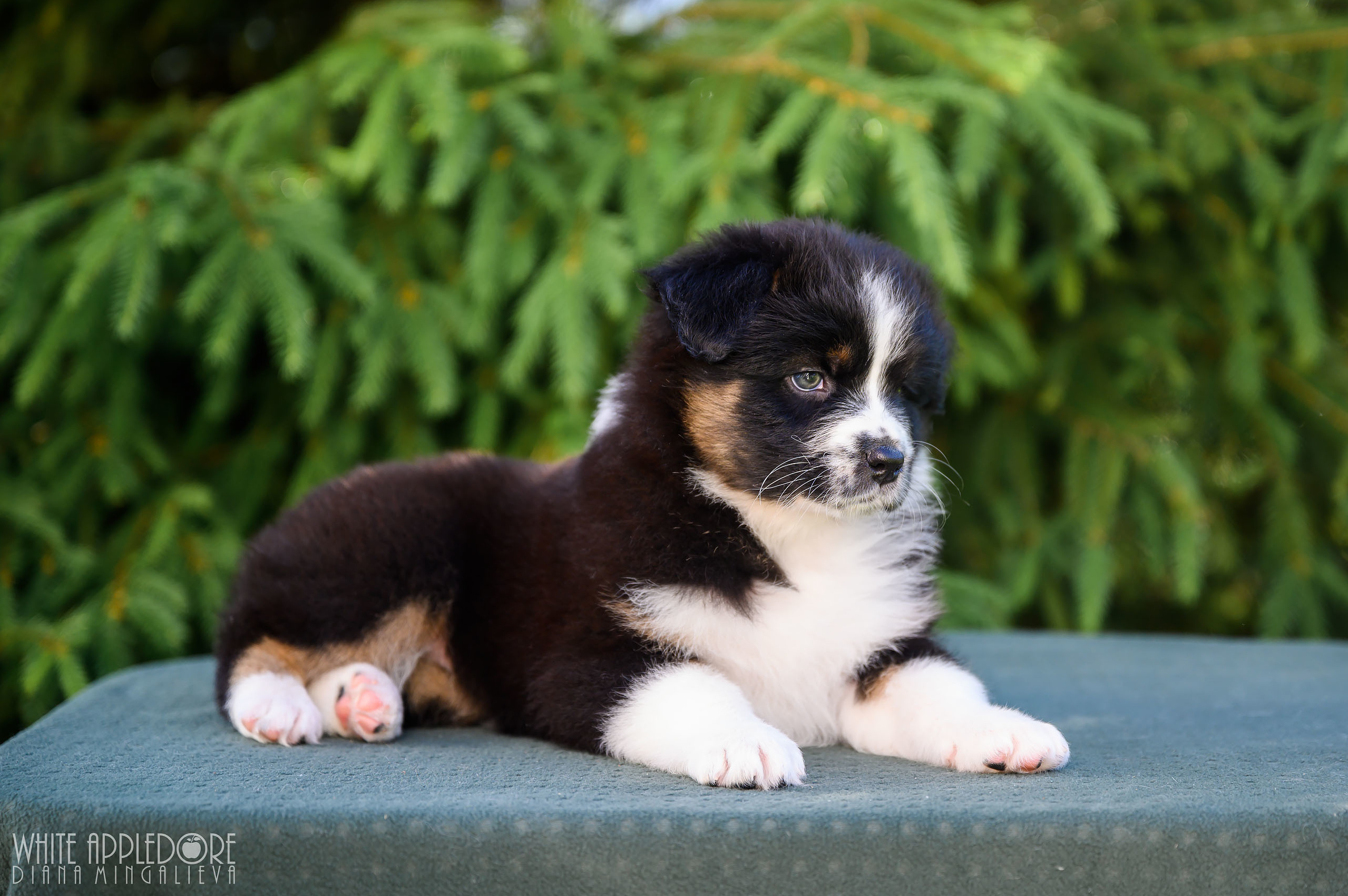 ПОМЕТ Б. Питомник австралийских овчарок «APPLEDORE»