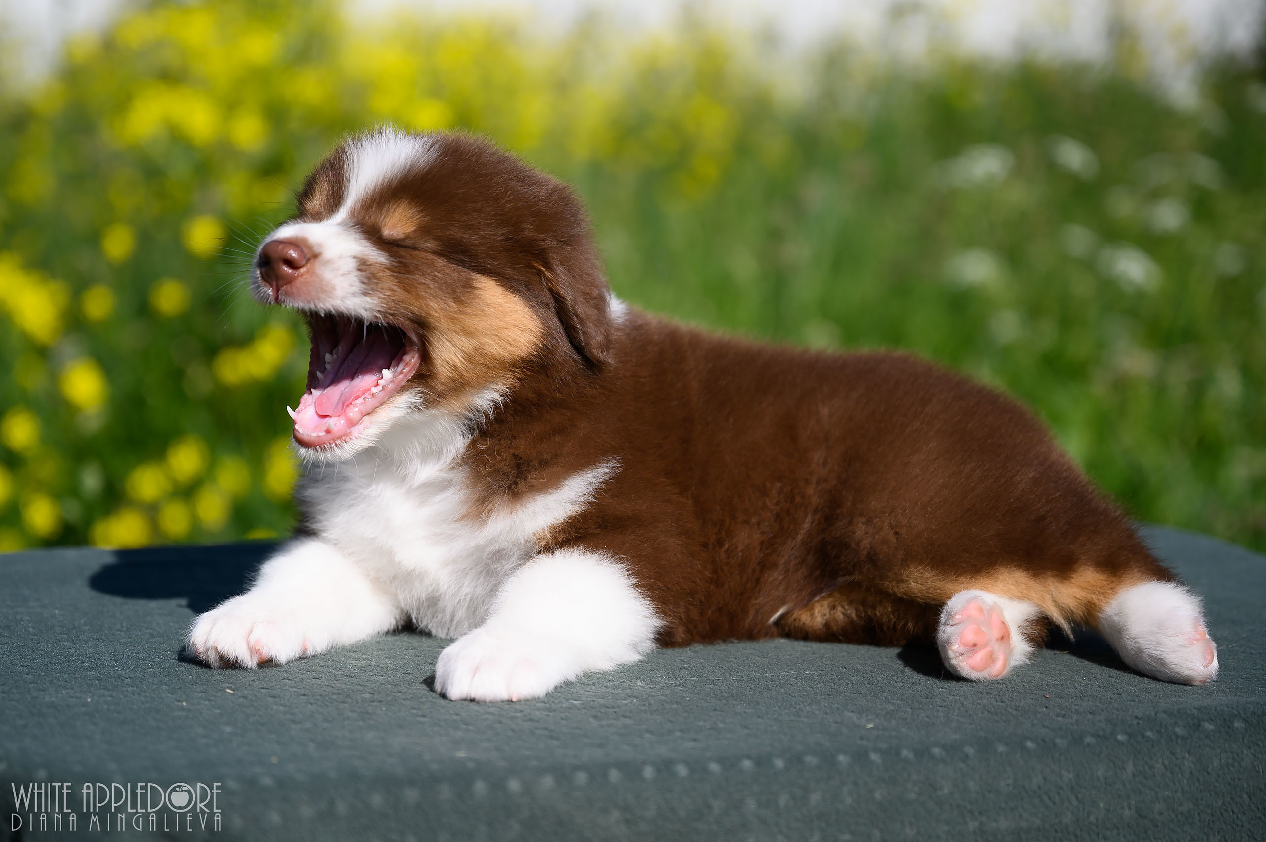ПОМЕТ Б. Питомник австралийских овчарок «APPLEDORE»