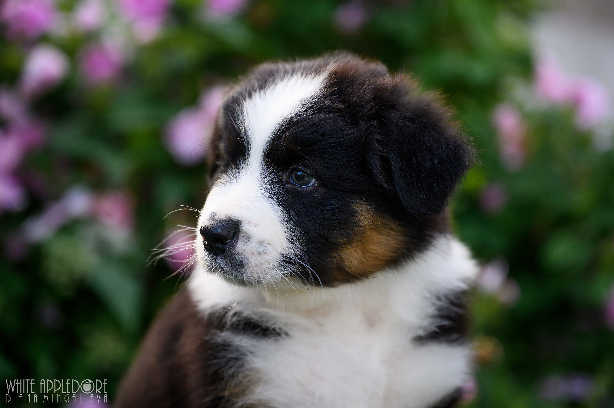 ПОМЕТ Б. Питомник австралийских овчарок «APPLEDORE»