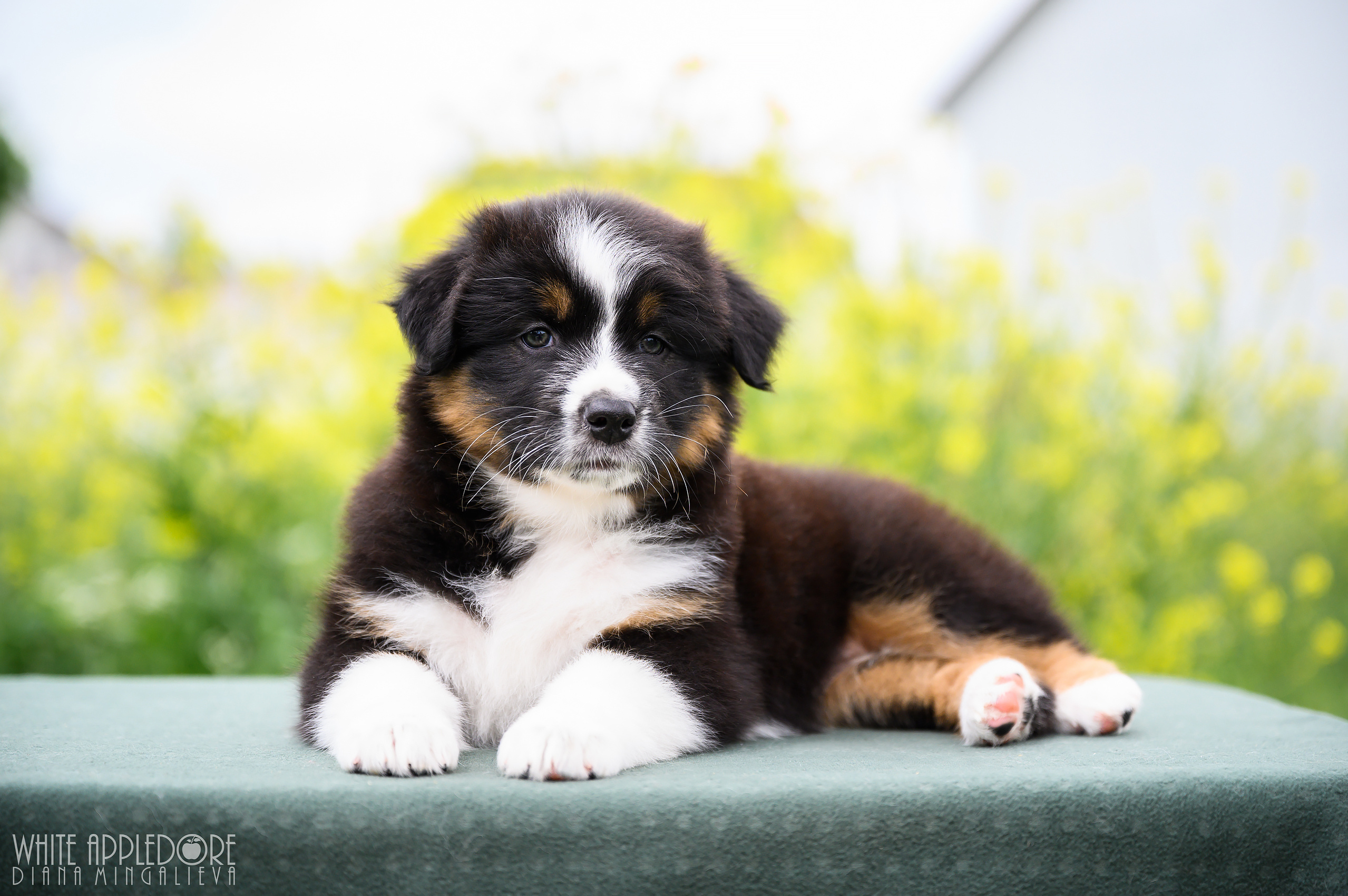 ПОМЕТ Б. Питомник австралийских овчарок «APPLEDORE»