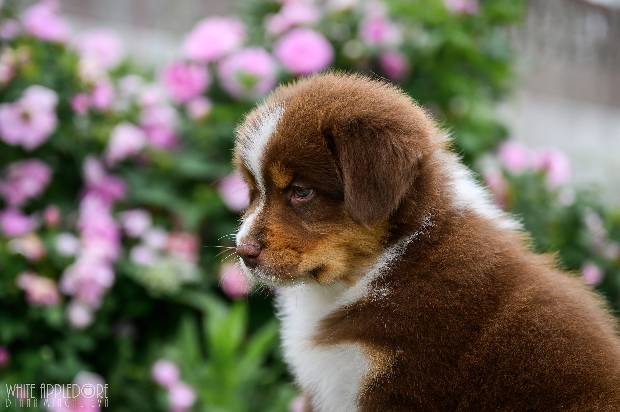 ПОМЕТ Б. Питомник австралийских овчарок «APPLEDORE»