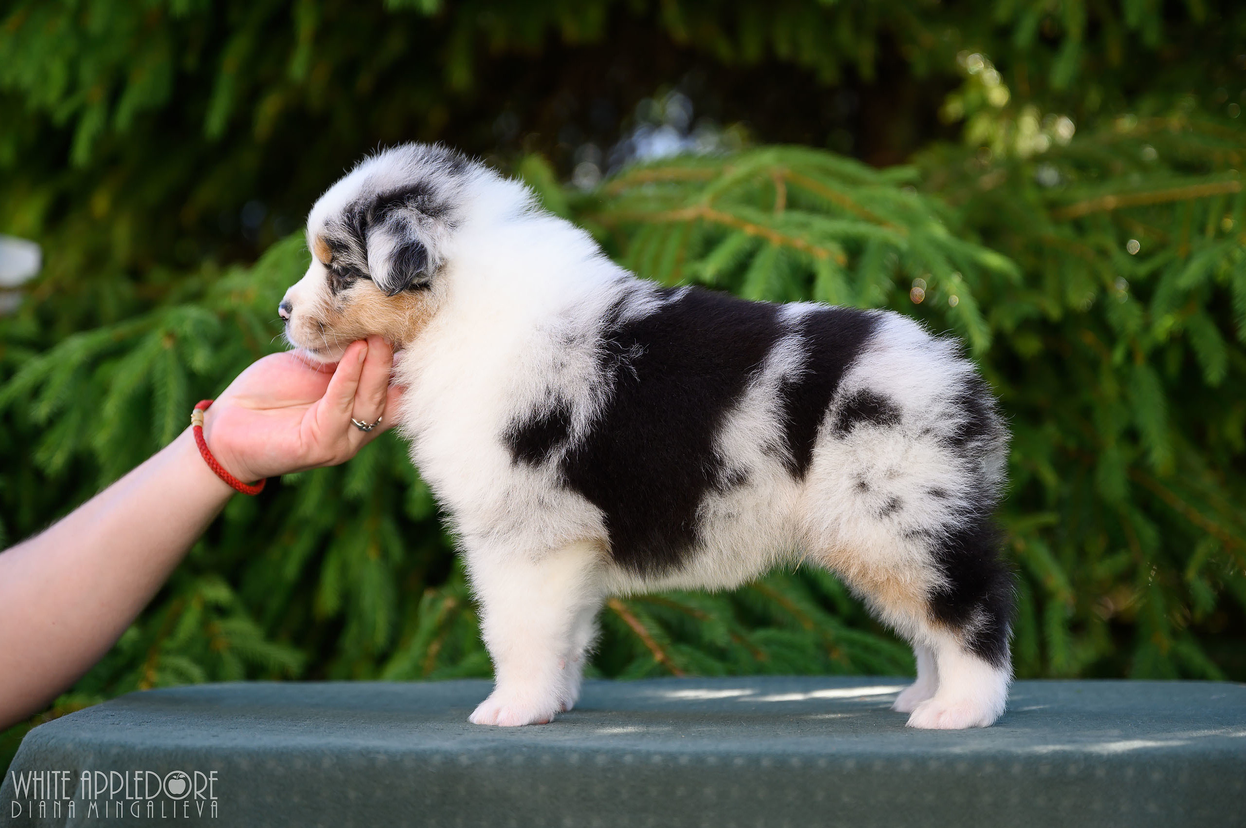 ПОМЕТ Б. Питомник австралийских овчарок «APPLEDORE»