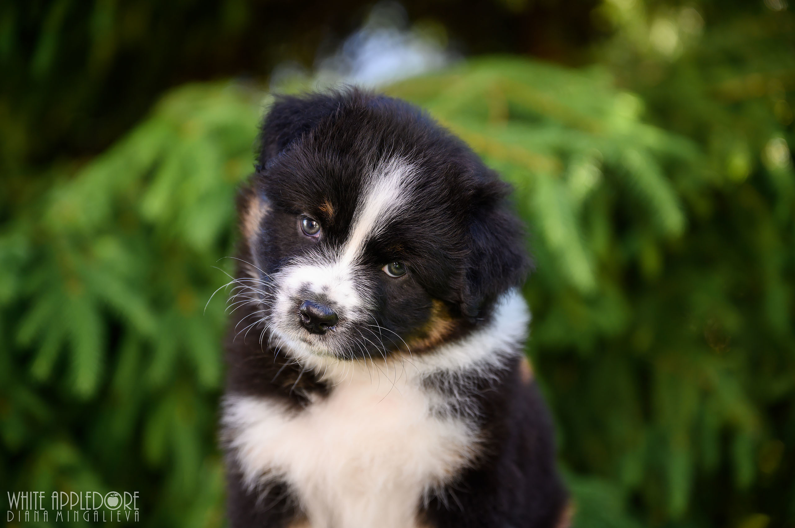 ПОМЕТ Б. Питомник австралийских овчарок «APPLEDORE»