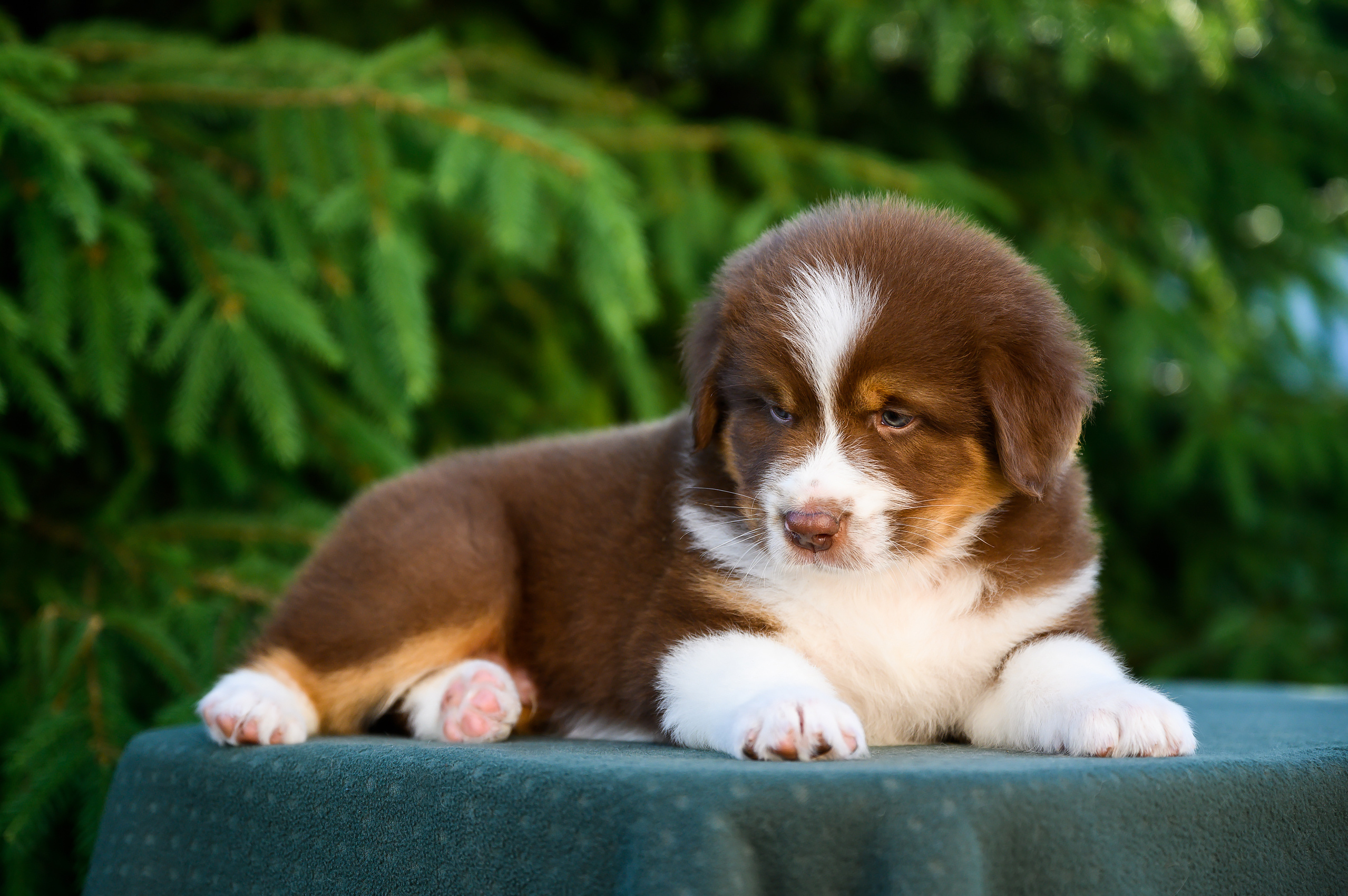 ПОМЕТ Б. Питомник австралийских овчарок «APPLEDORE»