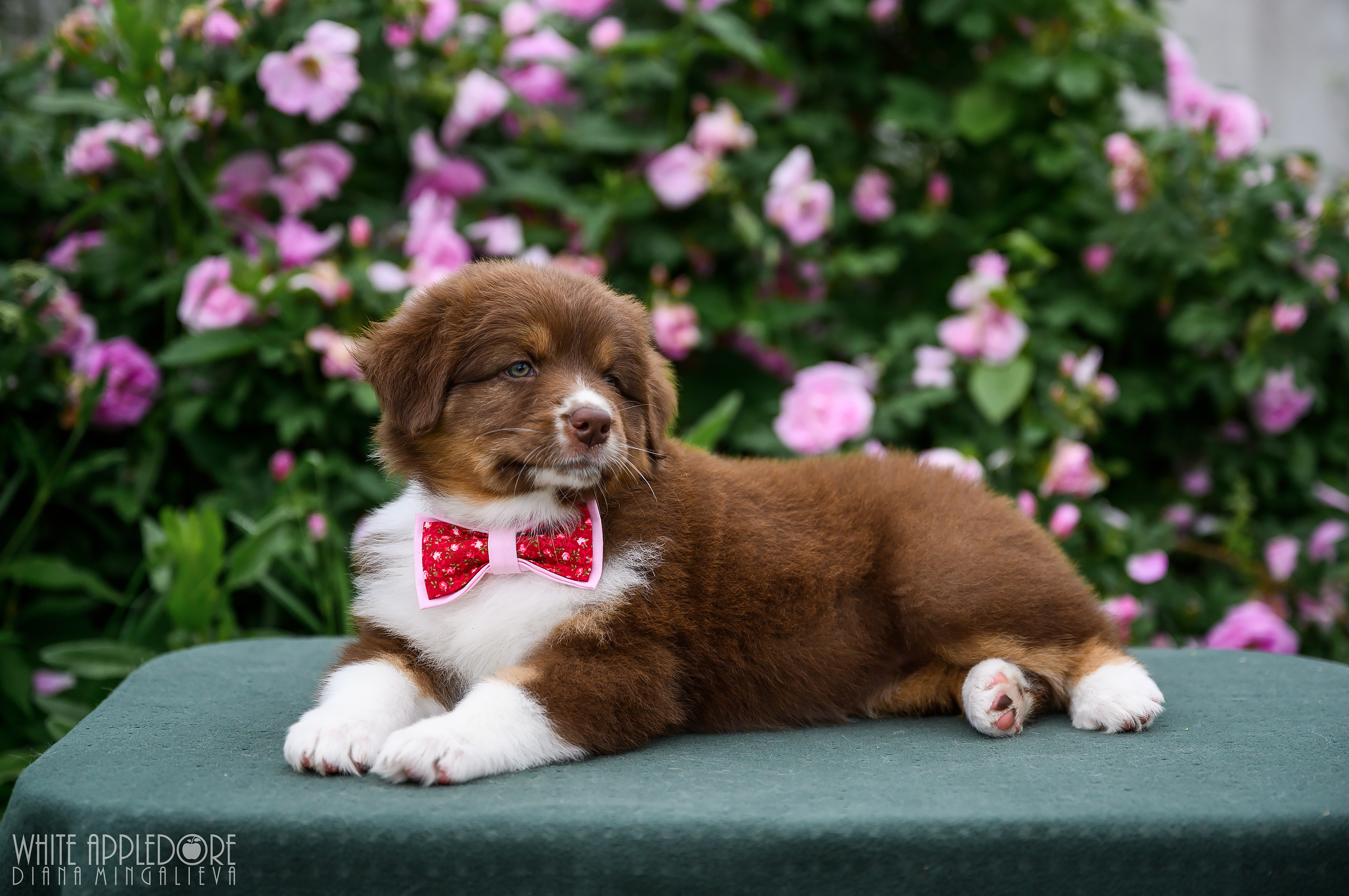 ПОМЕТ Б. Питомник австралийских овчарок «APPLEDORE»