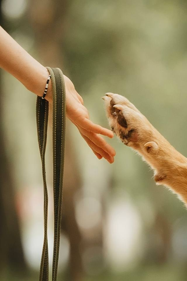 Забери домой друга