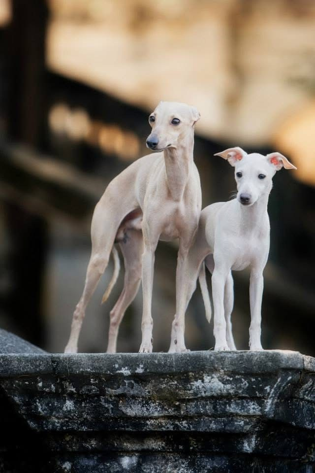 Питомник малой итальянской борзой (левретка) РКФ/FCI Asti Sapphire в Сочи. Профессиональный питомник левреток РКФ/FCI ASTI SAPPHIRE 💎 Сочи|Санкт-Петербург