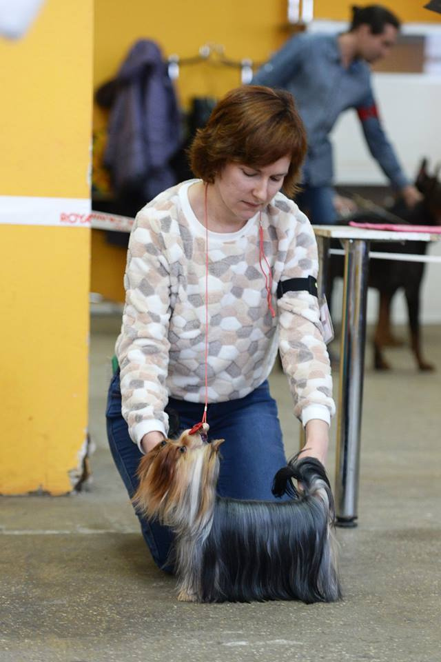 2016 г Результаты выставок. Питомник Йоркширских терьеров Дэнстайл в Санкт-Петербурге заводчик Тих