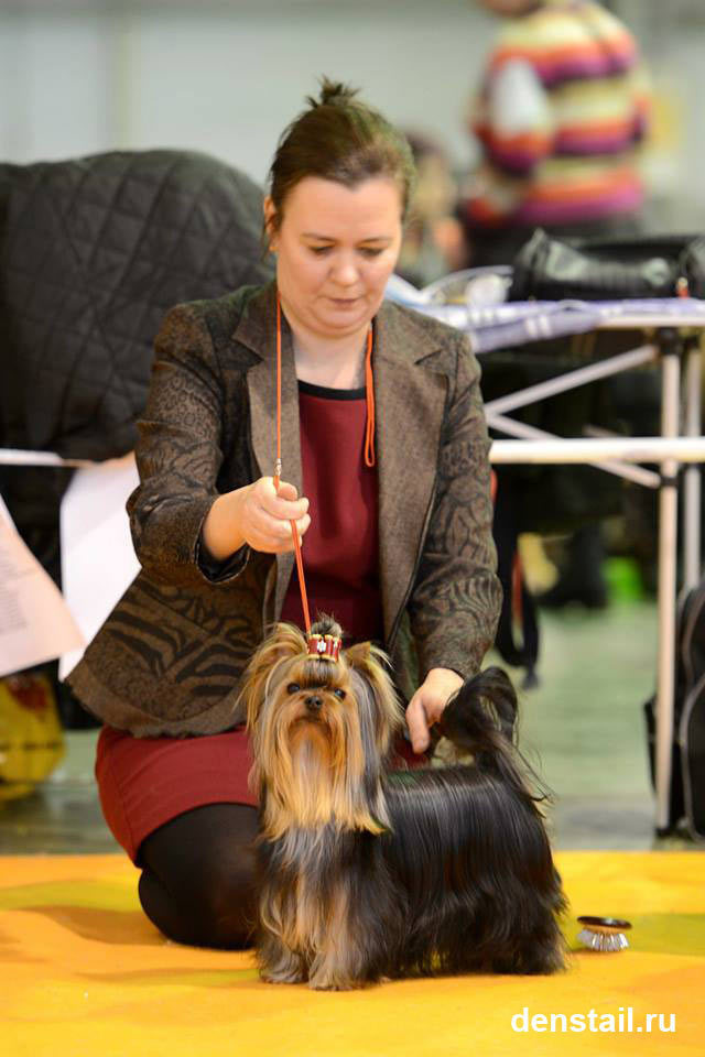 2014 г Результаты выставок. Питомник Йоркширских терьеров Дэнстайл в Санкт-Петербурге заводчик Тих