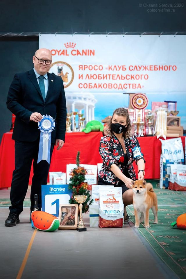 2020. SHIOMARU Питомник сиба и акита-ину
