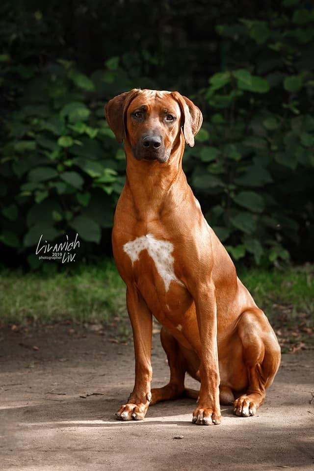 VIVA VERITAS Iz Doma Narayzi (1). Rhodesian Ridgebacks in St. Petersburg