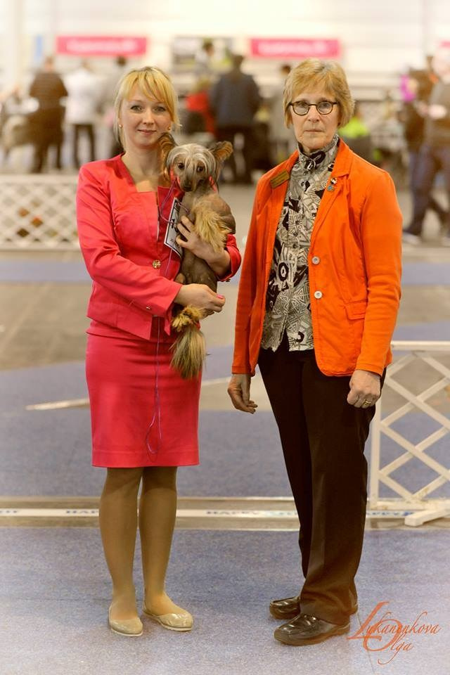 Budapest, Hungary — Day 2. Chinese Crested Dog: Buy a Puppy from a Kennel