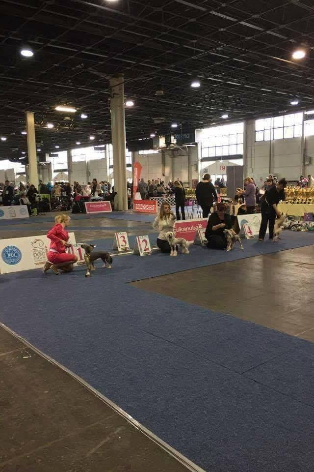 Budapest, Hungary — Day 2. Chinese Crested Dog: Buy a Puppy from a Kennel