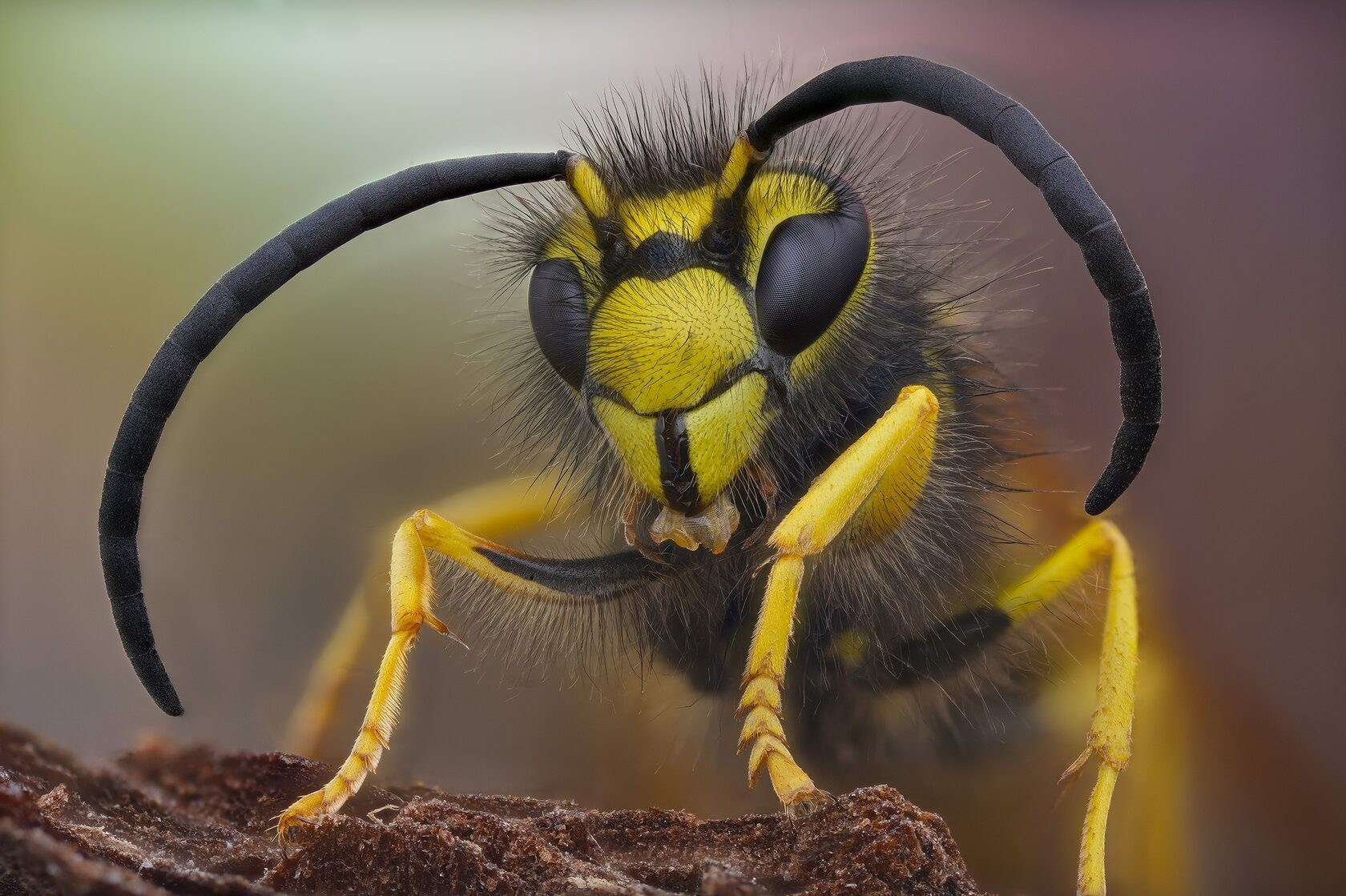 Portfolio Award 2024