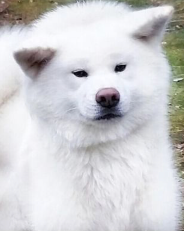 Ветераны. Питомник Акита-Ину