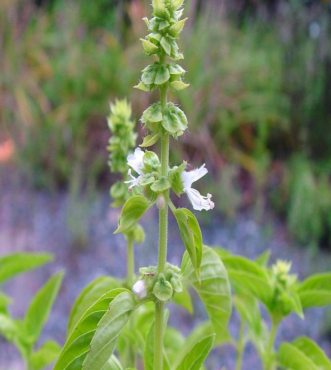 Масло базилика/basil. VDAO.RU — исцеляющие практики