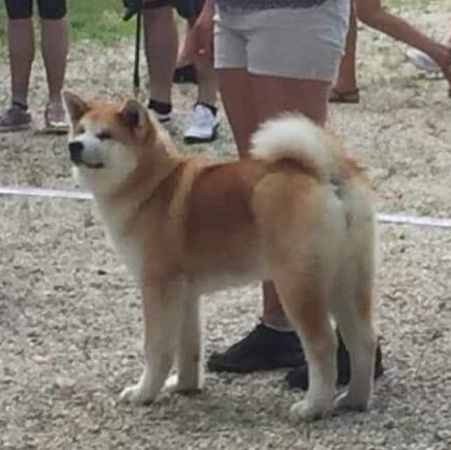 Выпускники питомника. SHIOMARU Питомник сиба и акита-ину