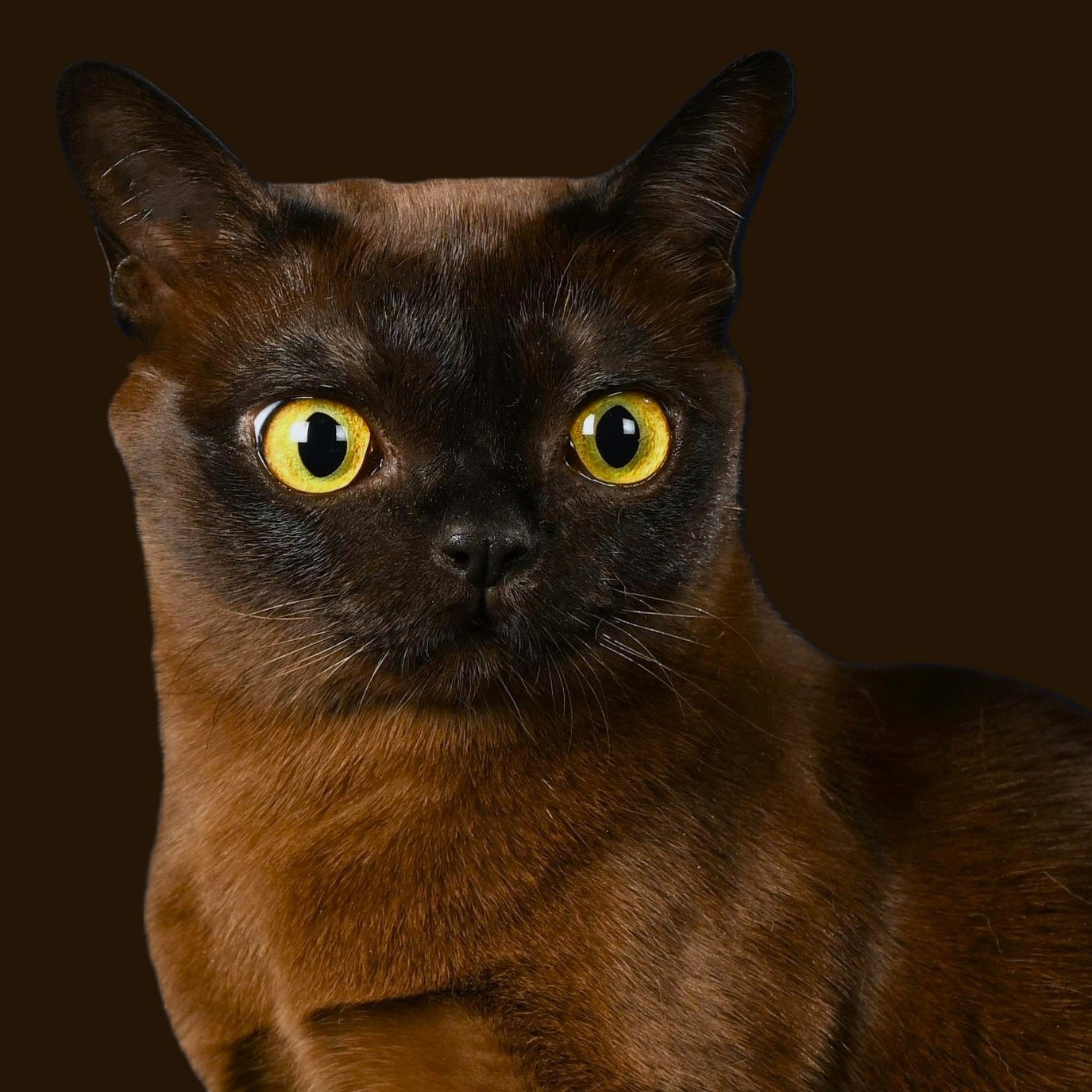 Котёнок американской бурмы. Las Burmas — питомник американской бурмы традиционных линий