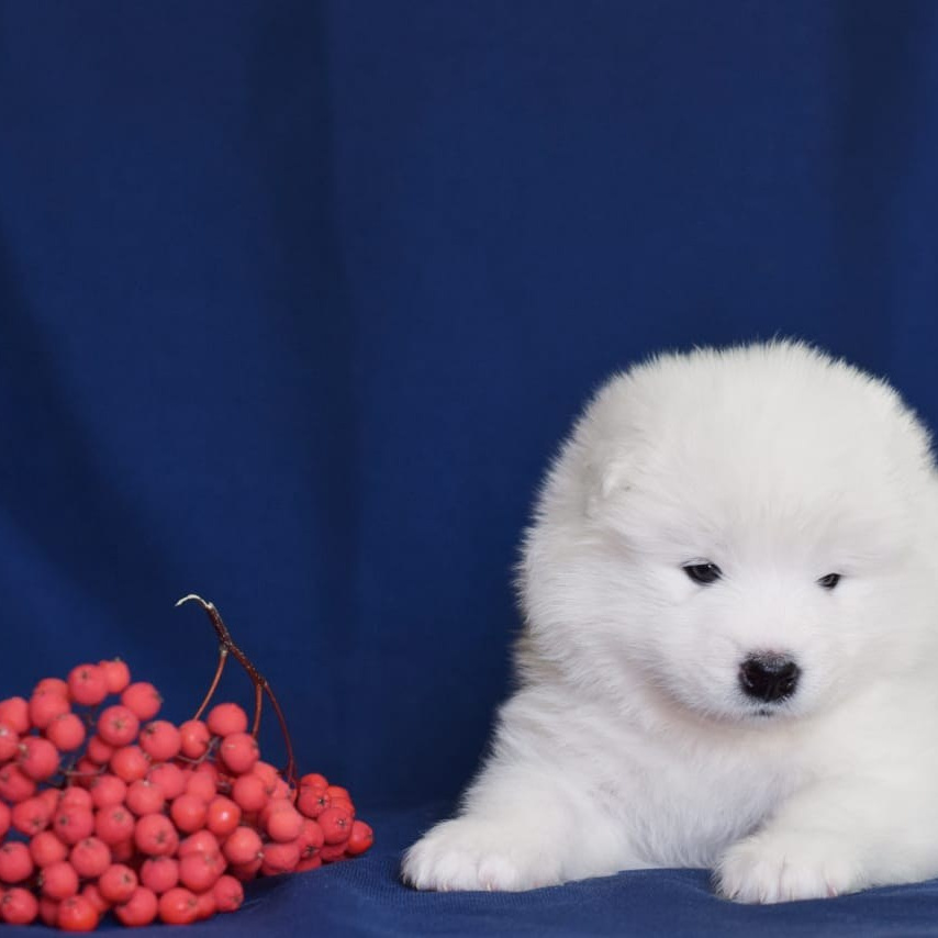 Самоед купить щенка новосибирск самоеднсо.ру.