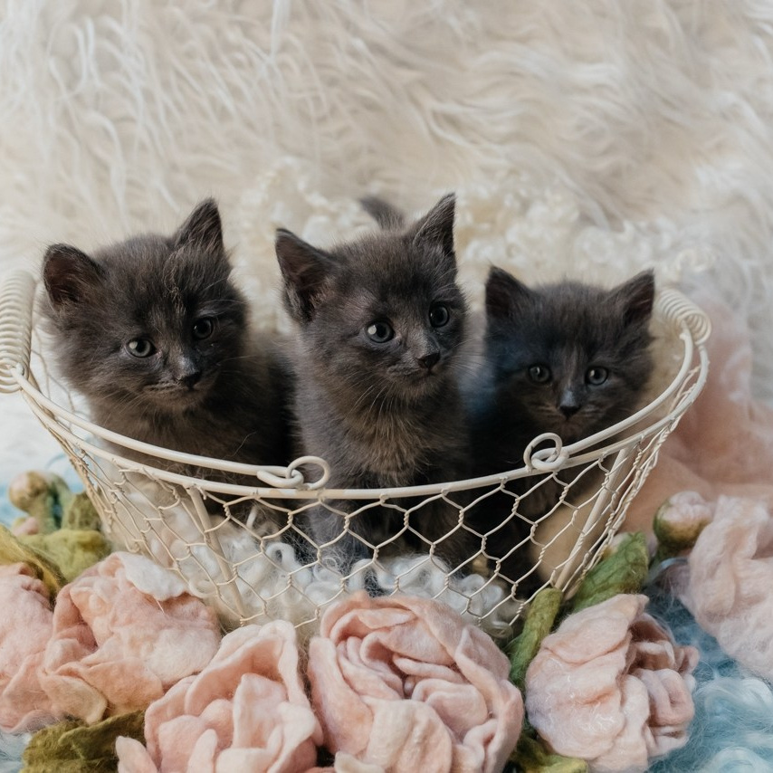 Самые нежные фотографии