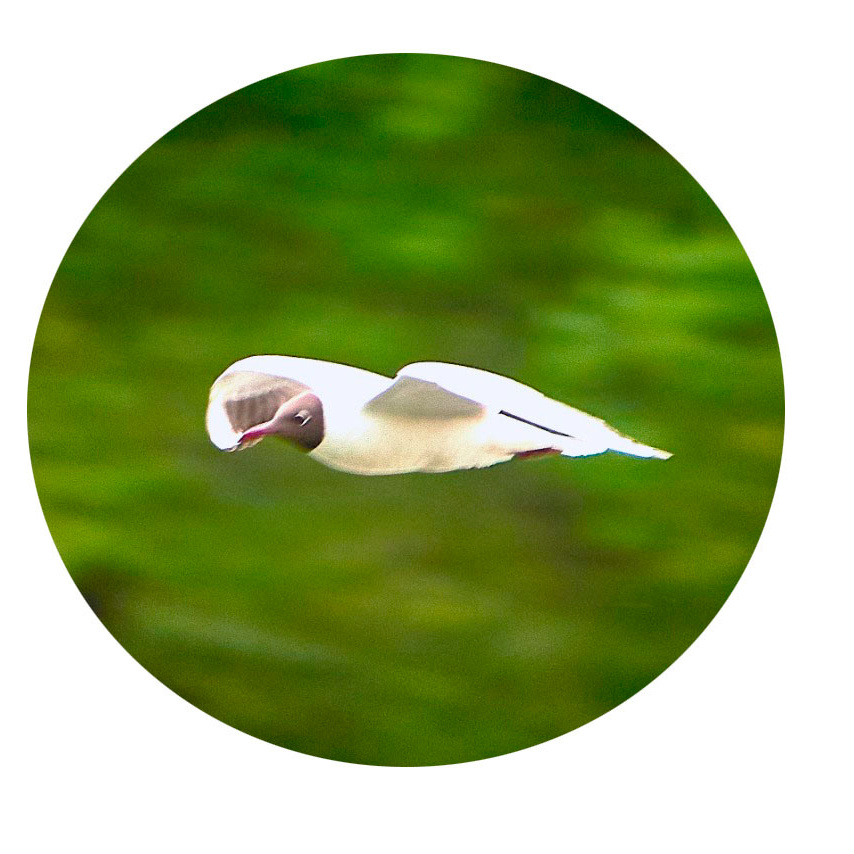 На фоне зелёной листвы - застывшая в полёте чайка с красиво изогнутым крылом и острым клювом.