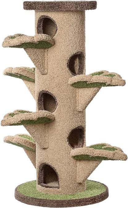 Котёнок американской бурмы. Las Burmas — питомник американской бурмы традиционных линий