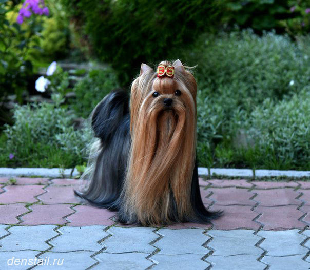Denstail Aleksandrija Velikaja. Питомник Йоркширских терьеров Дэнстайл в Санкт-Петербурге заводчик Тих