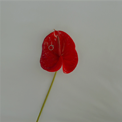 Цены. Nikiforovvideo