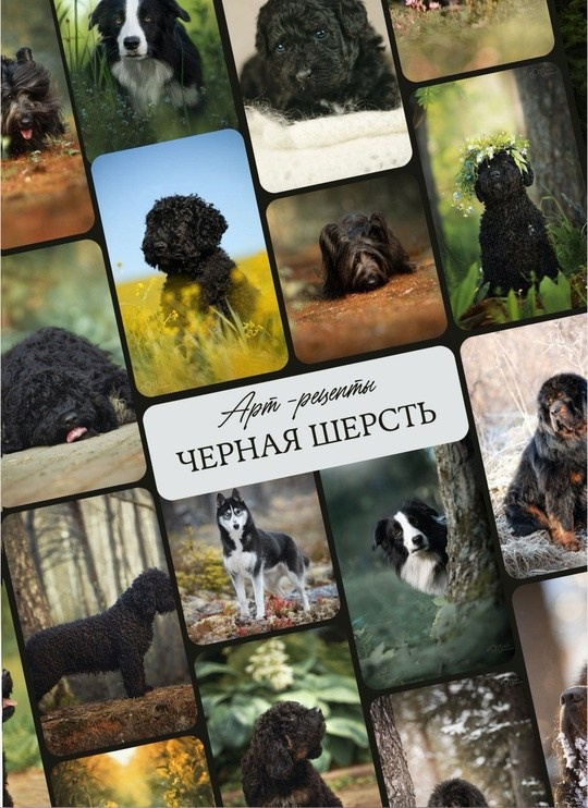 Гайды. Обучение анималистической фотографии