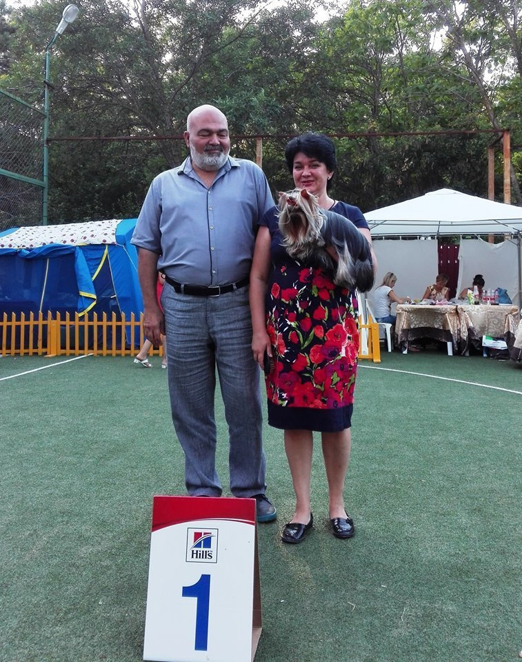 2016 г Результаты выставок. Питомник Йоркширских терьеров Дэнстайл в Санкт-Петербурге заводчик Тих