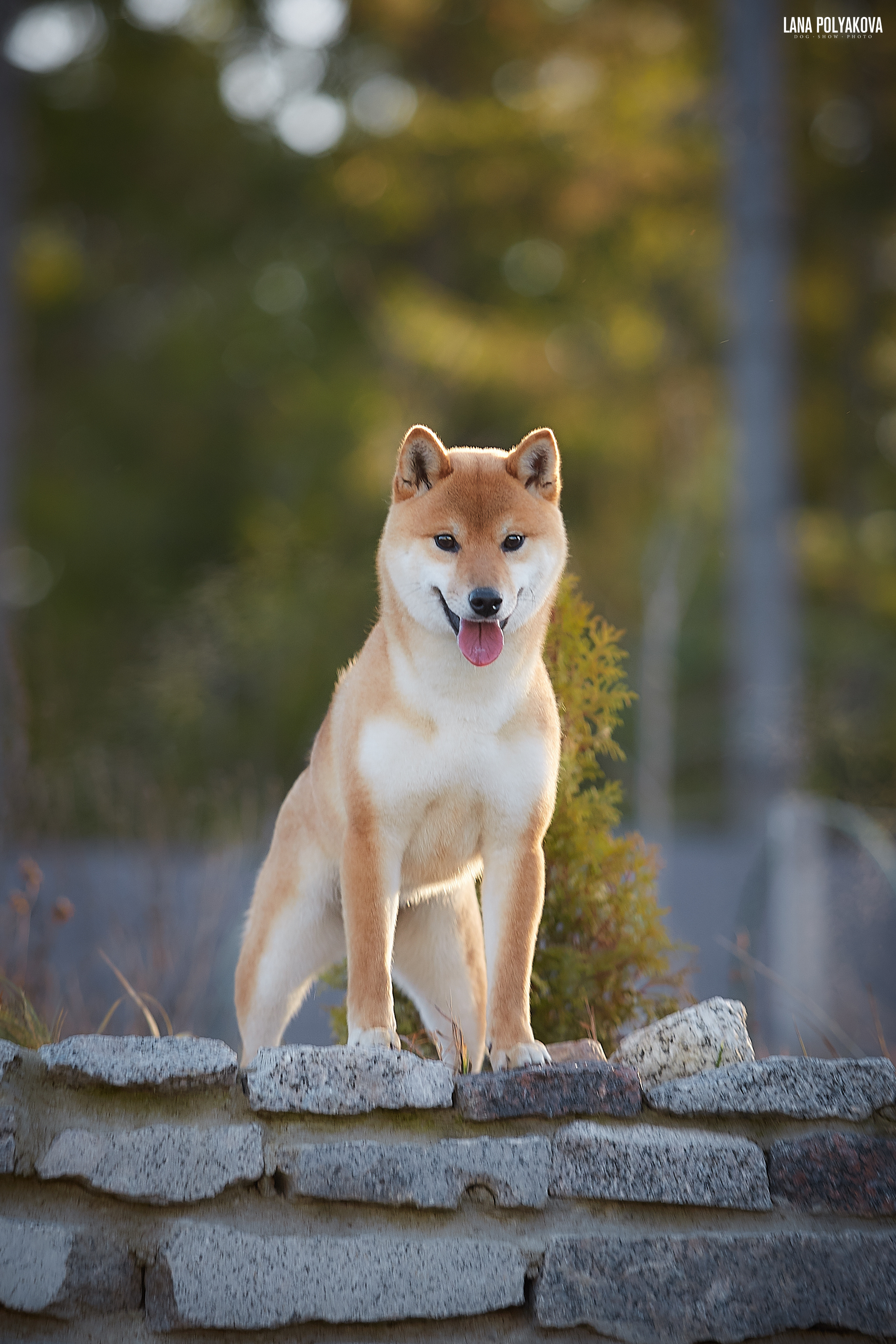 Choosing between a cat and a dog?. AMERICAN AKITA RUBYLIGHT KENNEL I SHIBA-INU