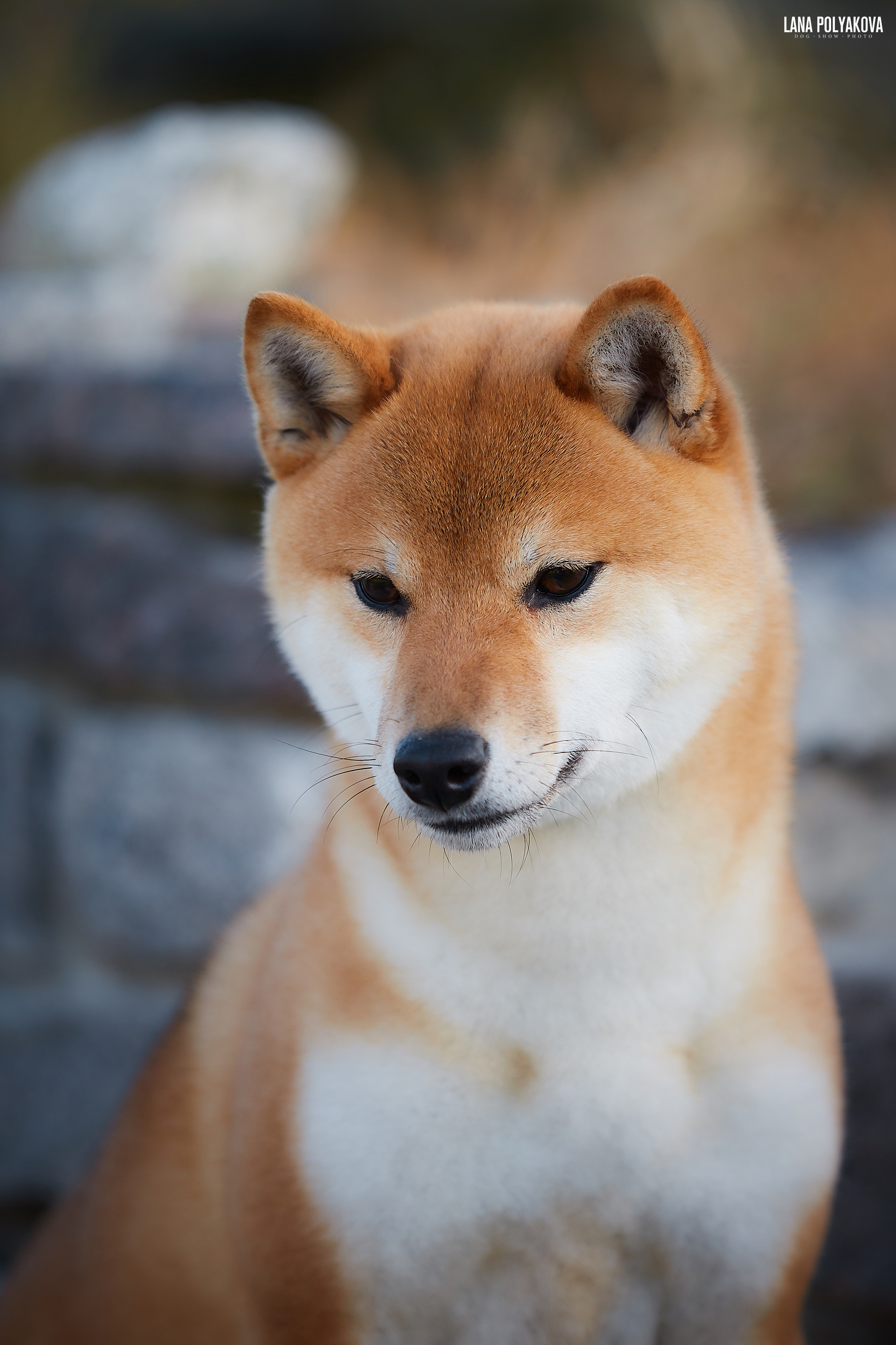 Новости питомника RUBYLIGHT, американская акита и сиба-ину. Американская акита I Сиба ину I Питомник RUBYLIGHT