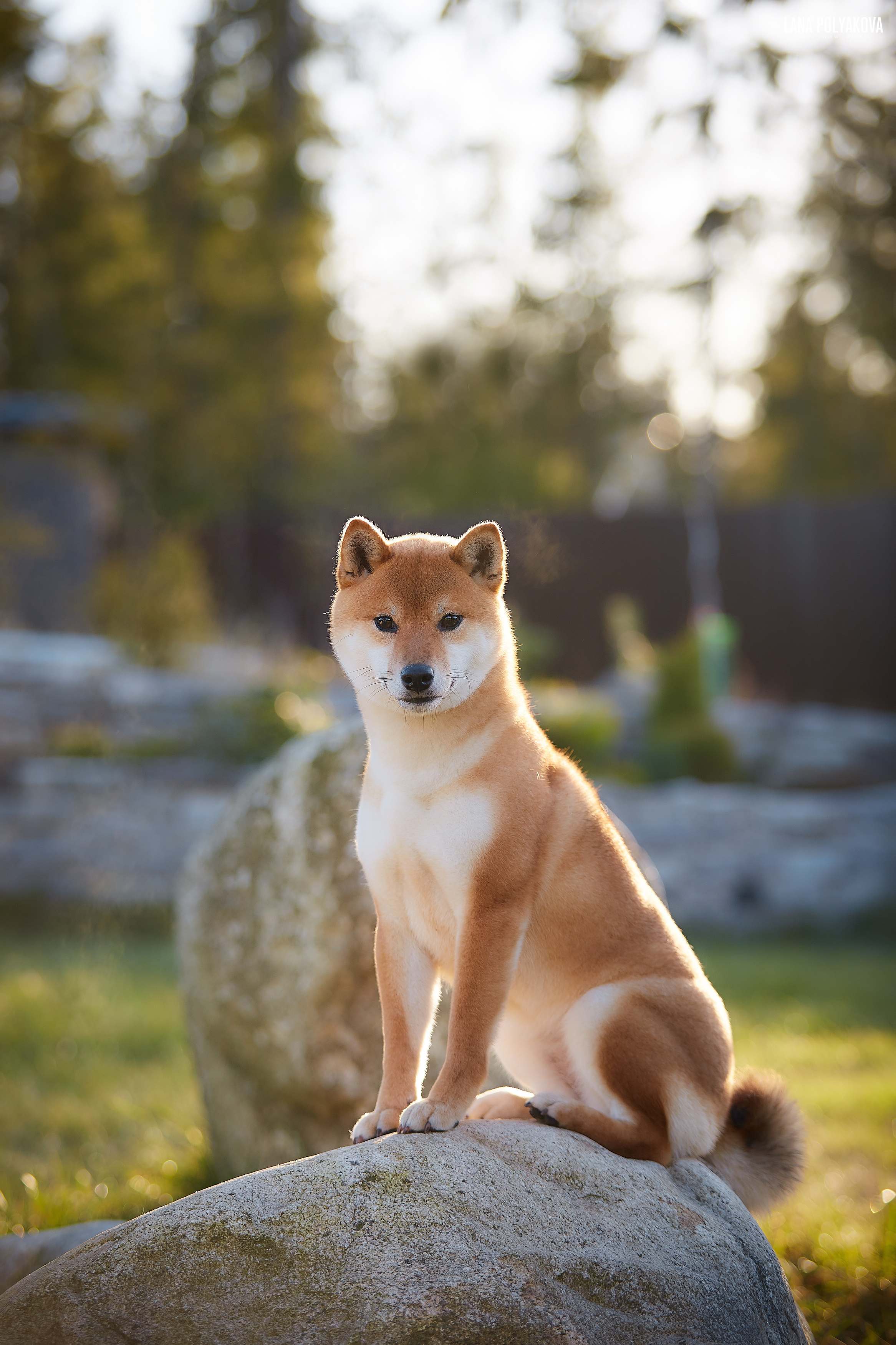 Новости питомника RUBYLIGHT, американская акита и сиба-ину. Американская акита I Сиба ину I Питомник RUBYLIGHT