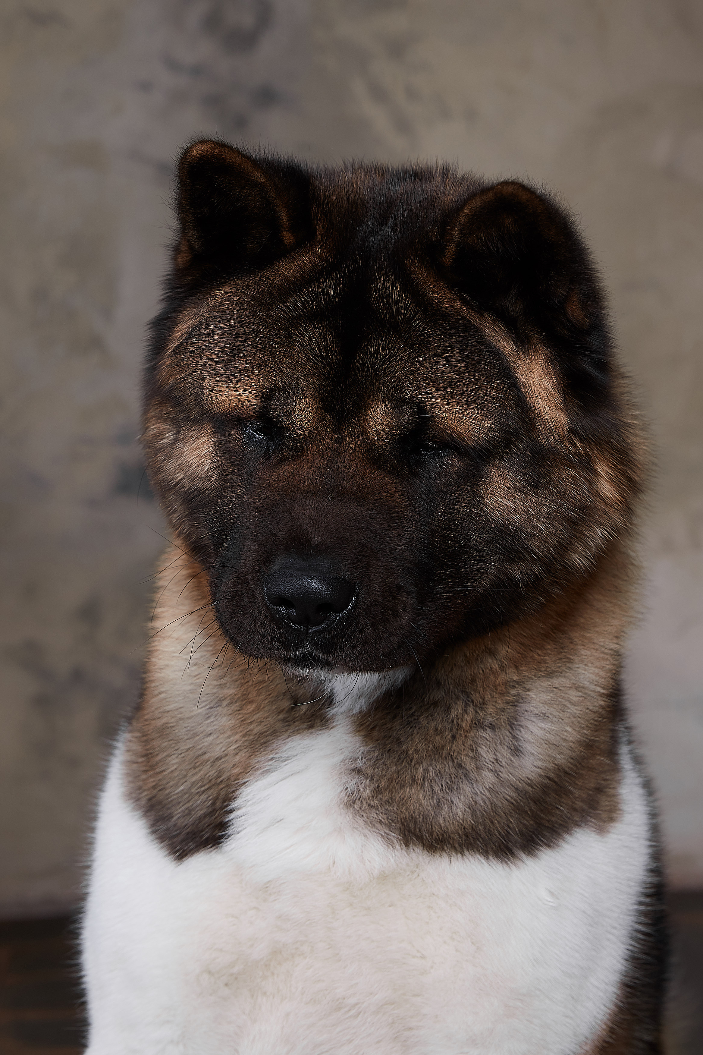 Новости питомника RUBYLIGHT, американская акита. Американская акита I Сиба ину I Питомник RUBYLIGHT