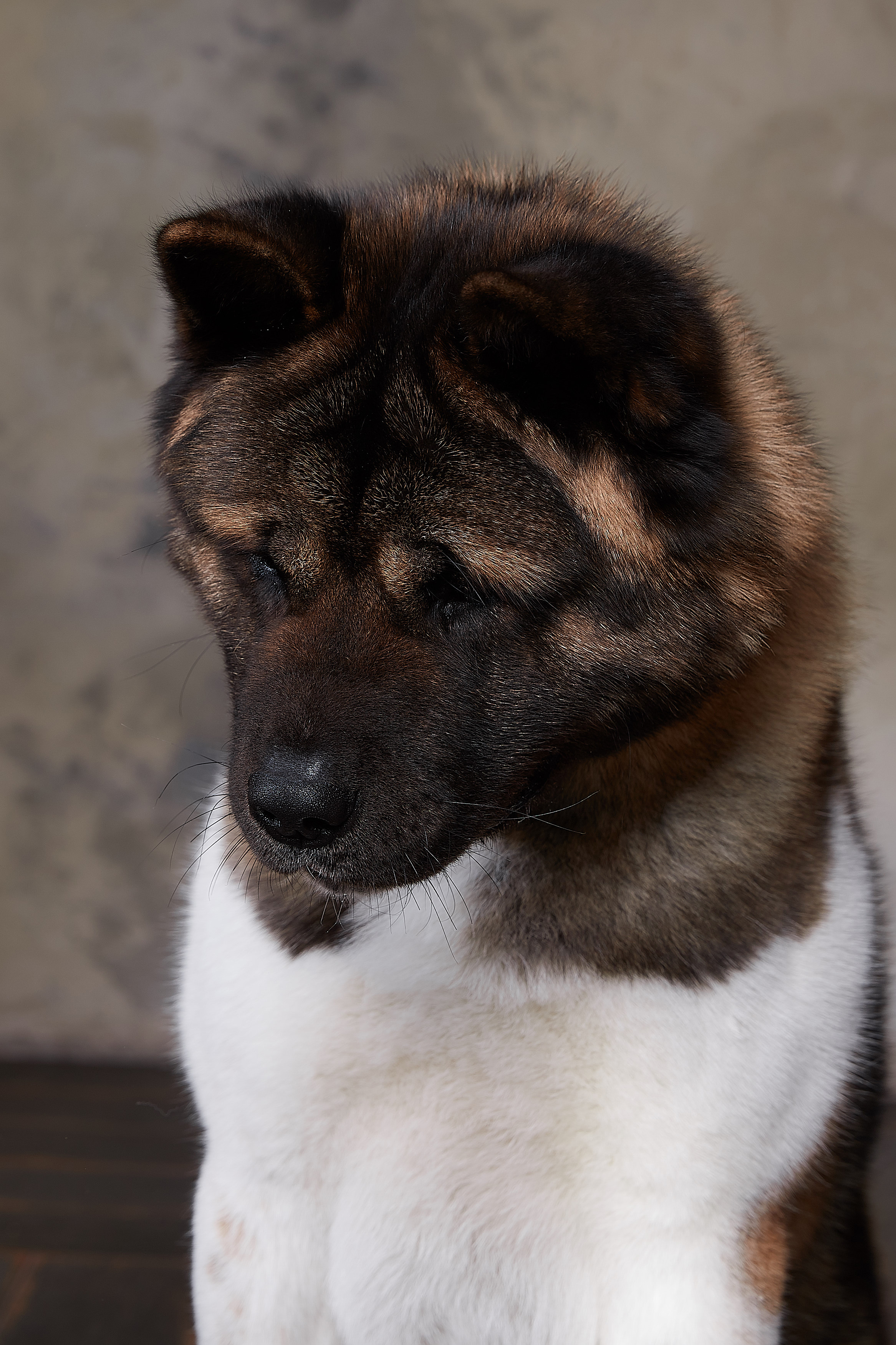 Новости питомника RUBYLIGHT, американская акита. Американская акита I Сиба ину I Питомник RUBYLIGHT