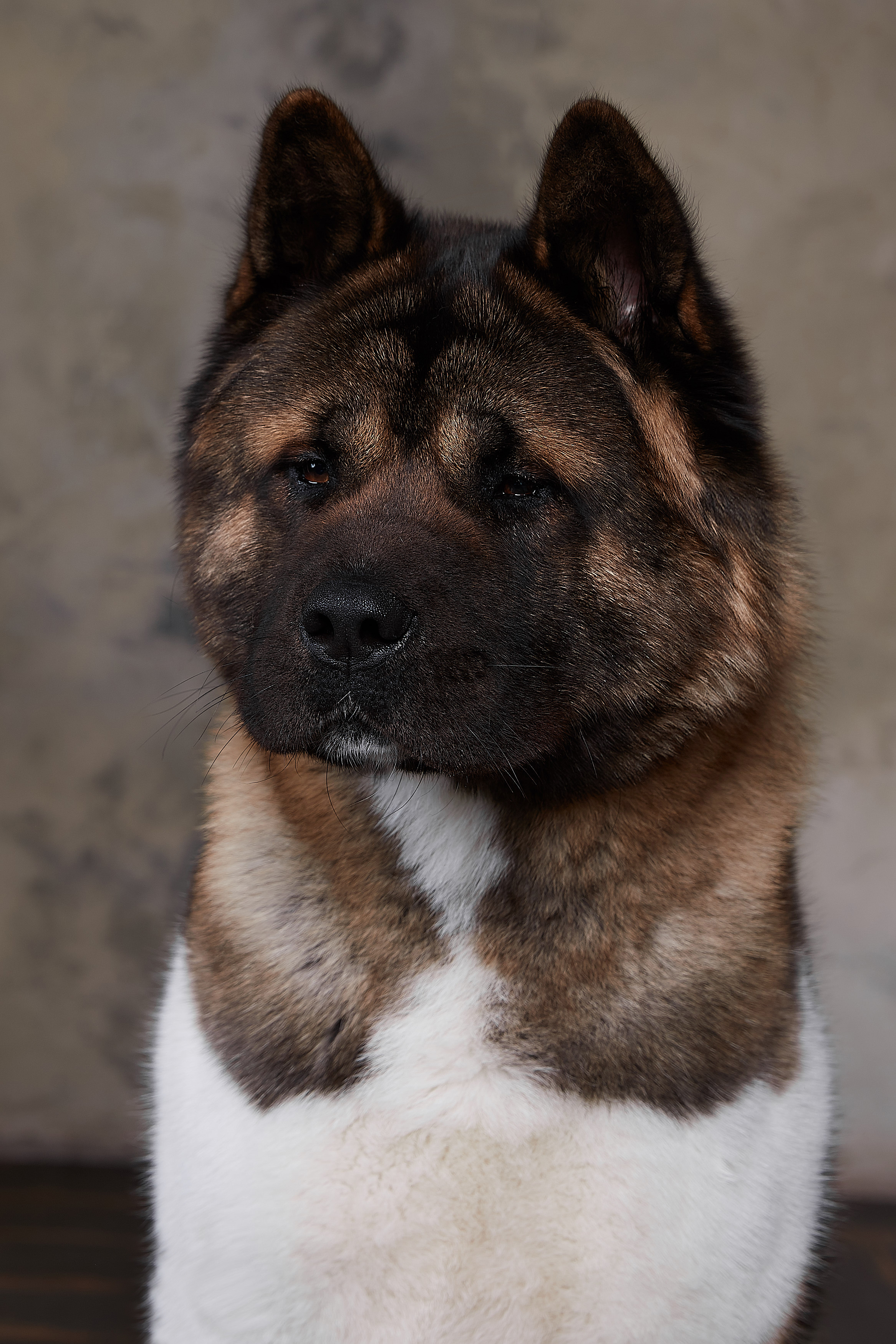 Новости питомника RUBYLIGHT, американская акита. Американская акита I Сиба ину I Питомник RUBYLIGHT