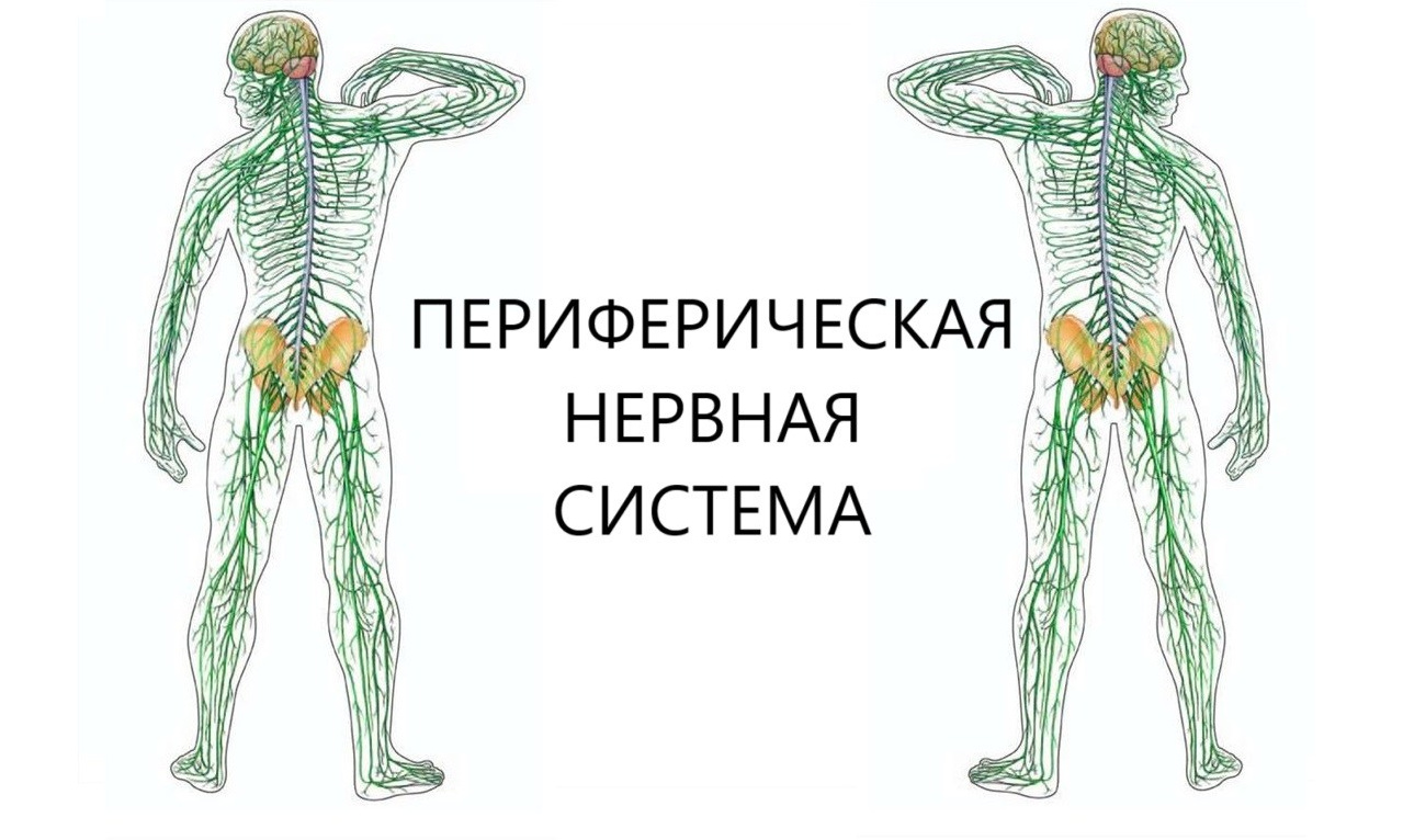 Защита и восстановление периферической нервной системы препаратами компании Сово-Сова. Какие препараты необходимо принимать