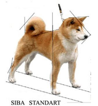 Standart. AMERICAN AKITA RUBYLIGHT KENNEL I SHIBA-INU
