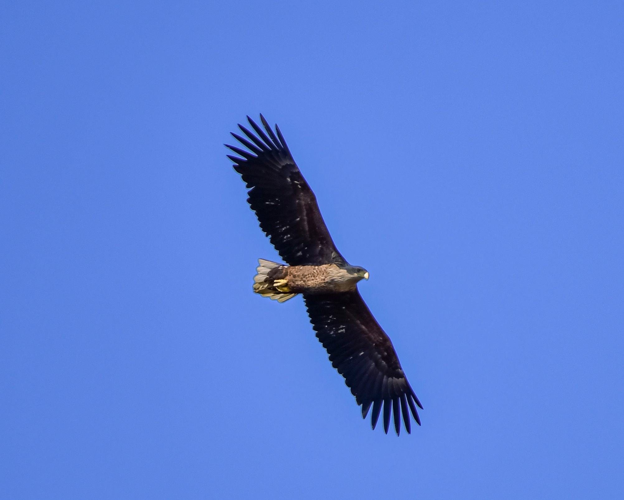 Фотоохота. Фотографии Лены Соколовой