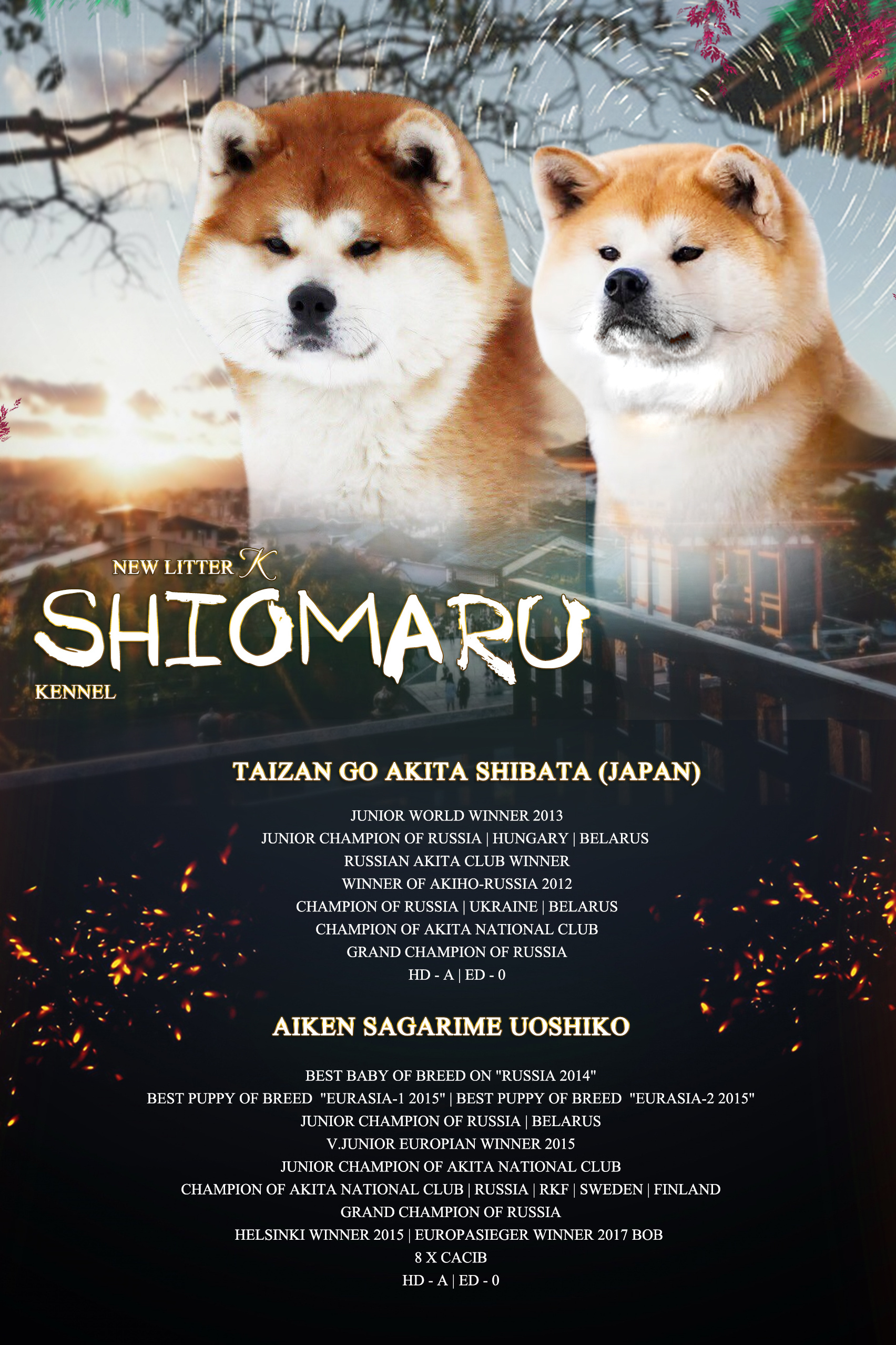 LITTERS. SHIOMARU Shiba and Akita Inu Kennel