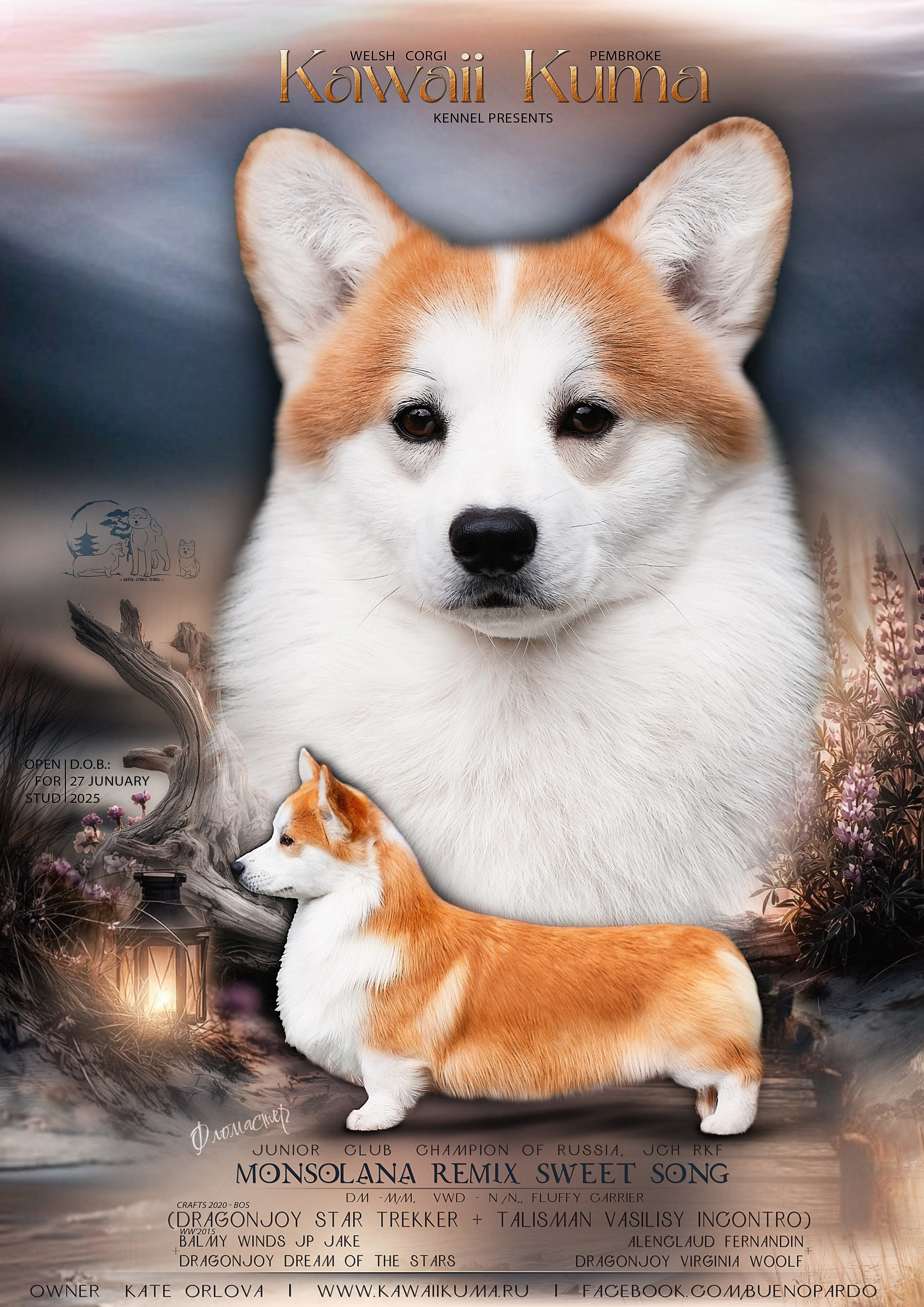 КОРГИ. Kawaii Kuma питомник собак пород Корги пемброк, Акита ину, Сиба