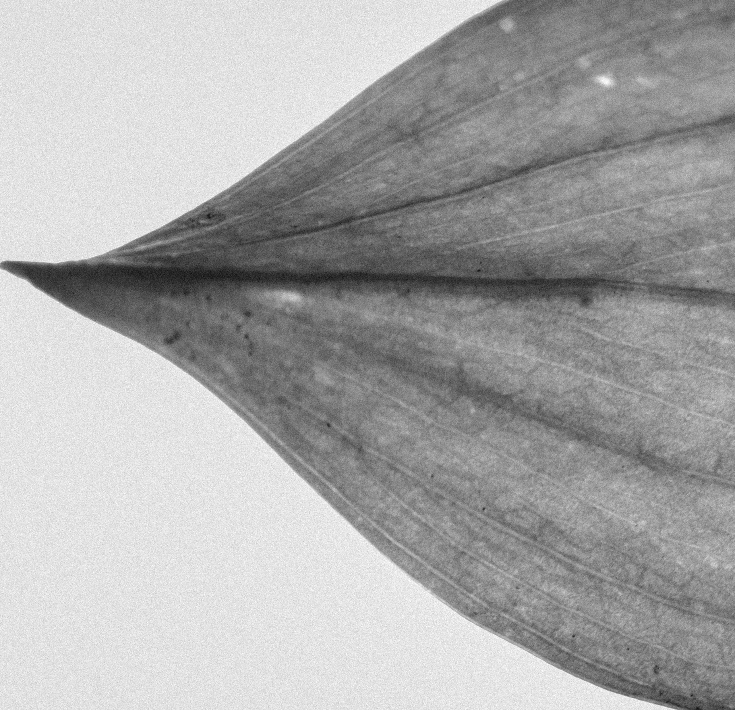 The Wasteland. AI — artist | Documentary Photographer St. Petersburg, Milan