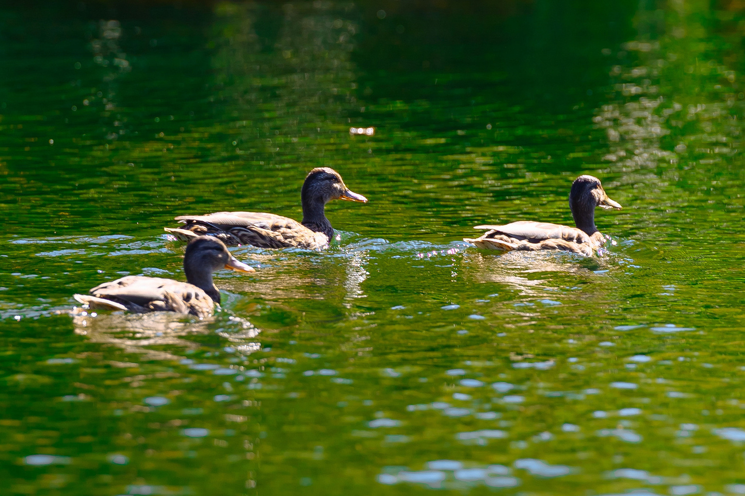 Окружной форум добровольцев ЦФО. Репортажный и свадебный фотограф в Курске Борис Захарчук
