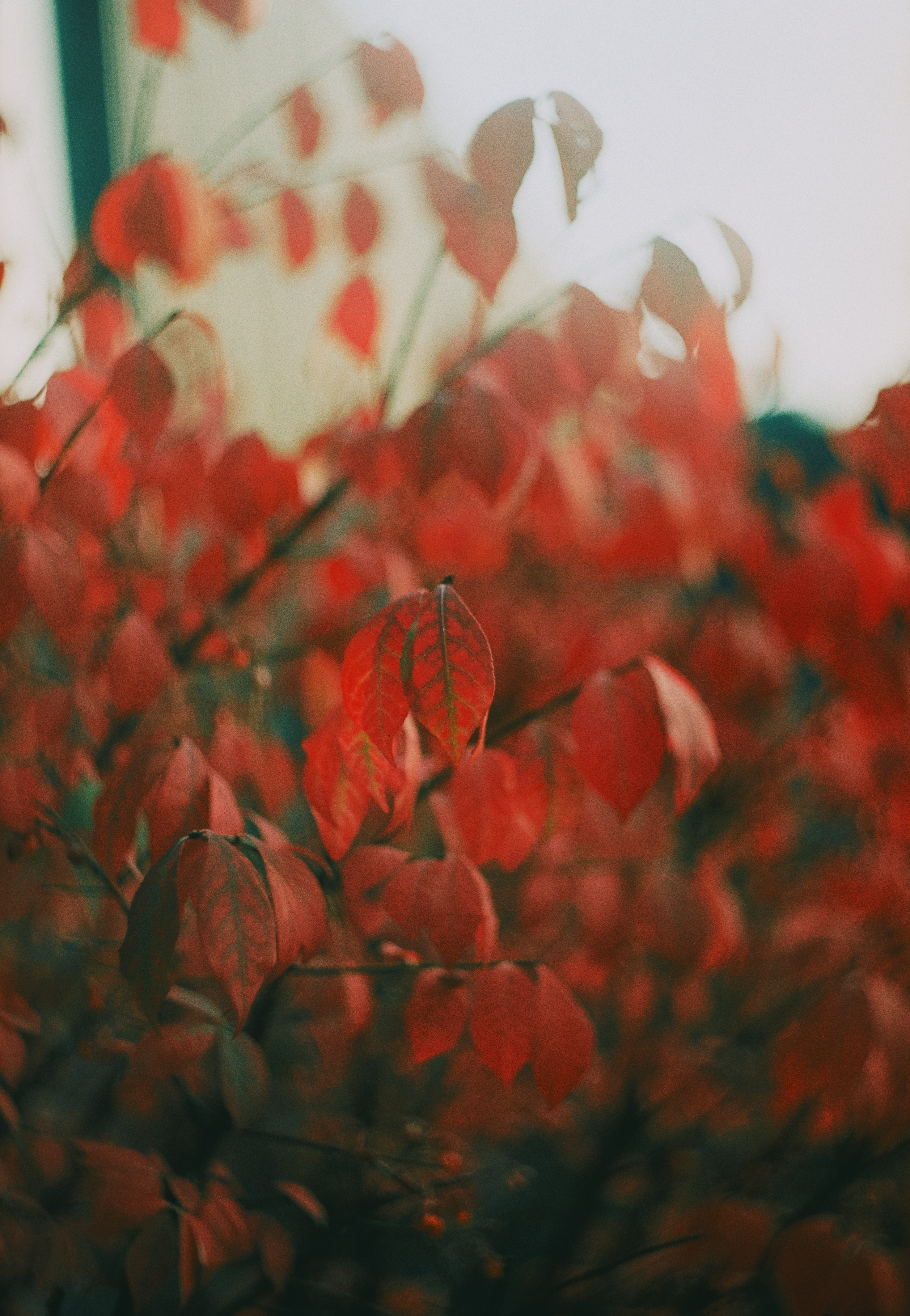 Первые кадры на пленку. Фотограф из Москвы — DASHA NOVA | Авторская фотография в разных жанрах