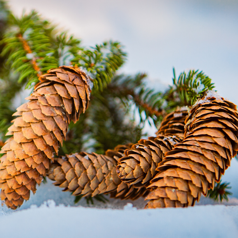Контакты. Фотограф-анималист Юлия Германика